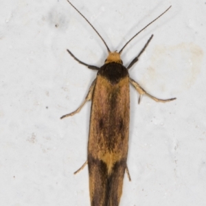 Isomoralla pyrrhoptera at Melba, ACT - 7 Jan 2022