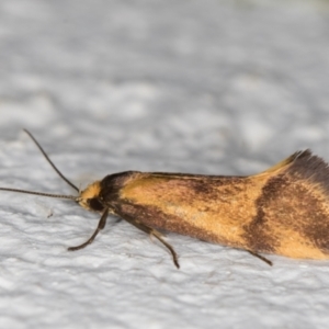 Isomoralla pyrrhoptera at Melba, ACT - 7 Jan 2022 12:14 AM