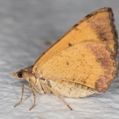 Chrysolarentia mecynata (Mecynata Carpet Moth) at Melba, ACT - 6 Jan 2022 by kasiaaus