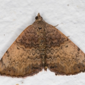 Chrysolarentia mecynata at Melba, ACT - 7 Jan 2022