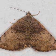 Chrysolarentia mecynata at Melba, ACT - 7 Jan 2022