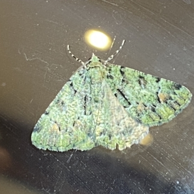 Aeolochroma metarhodata (Tea-tree Emerald (Geometrinae)) at Jerrabomberra, NSW - 1 Mar 2022 by SteveBorkowskis