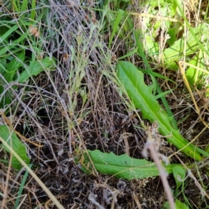 Spergularia rubra at Jerrabomberra, ACT - 15 Feb 2022