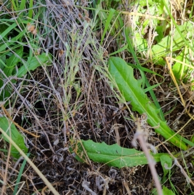 Spergularia rubra (Sandspurrey) at Jerrabomberra, ACT - 15 Feb 2022 by EmilySutcliffe