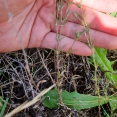 Spergularia rubra at Jerrabomberra, ACT - 15 Feb 2022