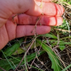 Spergularia rubra at Jerrabomberra, ACT - 15 Feb 2022