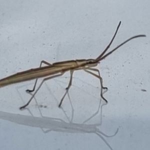 Mutusca brevicornis at Pialligo, ACT - 17 Feb 2022 09:23 AM