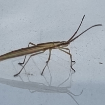 Mutusca brevicornis (A broad-headed bug) at Pialligo, ACT - 16 Feb 2022 by EmilySutcliffe