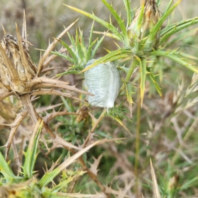 Mantodea (order) (Unidentified praying mantis) at Jerrabomberra, ACT - 1 Mar 2022 by EmilySutcliffe