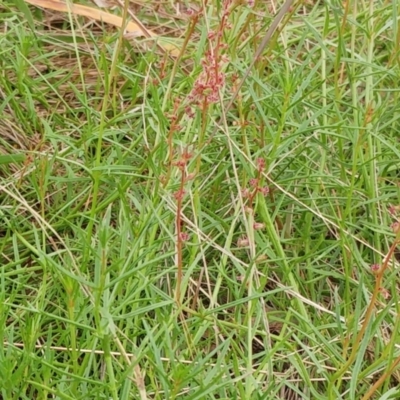 Haloragis heterophylla (Variable Raspwort) at Molonglo Valley, ACT - 28 Feb 2022 by sangio7