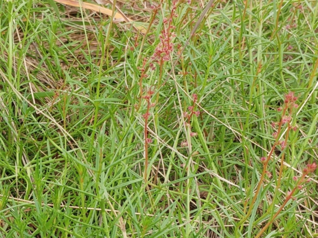Haloragis heterophylla at Molonglo Valley, ACT - 1 Mar 2022
