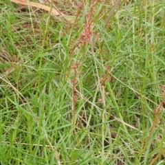 Haloragis heterophylla (Variable raspwort) at Molonglo Valley, ACT - 28 Feb 2022 by sangio7
