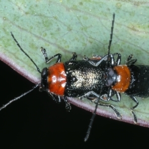 Aporocera (Aporocera) viridipennis at Thredbo, NSW - 20 Feb 2022