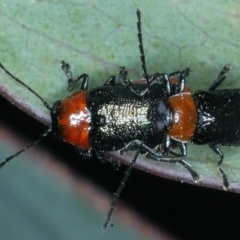 Aporocera (Aporocera) viridipennis at Thredbo, NSW - 20 Feb 2022 11:32 AM