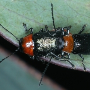 Aporocera (Aporocera) viridipennis at Thredbo, NSW - 20 Feb 2022