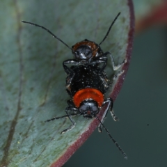 Aporocera (Aporocera) viridipennis at Thredbo, NSW - 20 Feb 2022