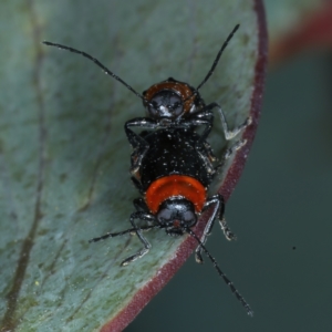 Aporocera (Aporocera) viridipennis at Thredbo, NSW - 20 Feb 2022