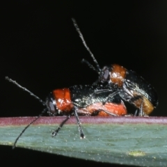 Aporocera (Aporocera) viridipennis at Thredbo, NSW - 20 Feb 2022