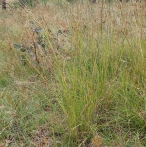 Sporobolus creber at Molonglo Valley, ACT - 1 Mar 2022