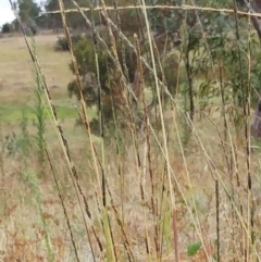 Sporobolus creber at Molonglo Valley, ACT - 1 Mar 2022