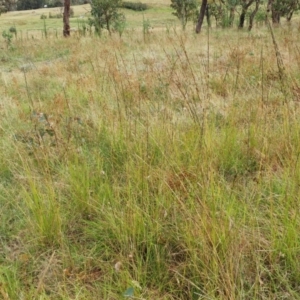 Sporobolus creber at Molonglo Valley, ACT - 1 Mar 2022