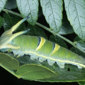 Charaxes sempronius at Coree, ACT - 28 Feb 2022