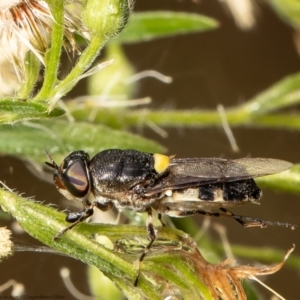 Odontomyia hunteri at Red Hill, ACT - 1 Mar 2022 02:18 PM