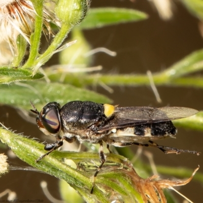 Odontomyia hunteri (Soldier fly) at Red Hill Nature Reserve - 1 Mar 2022 by Roger