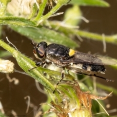 Odontomyia hunteri at Red Hill, ACT - 1 Mar 2022 02:18 PM