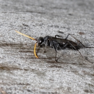 Pompilidae (family) at Latham, ACT - 28 Feb 2022