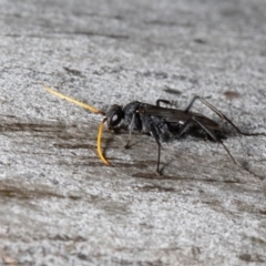 Pompilidae (family) (Unidentified Spider wasp) at Umbagong District Park - 28 Feb 2022 by Roger