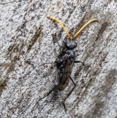 Pompilidae (family) at Latham, ACT - 28 Feb 2022