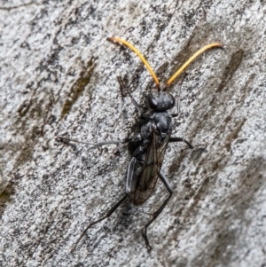 Pompilidae (family) at Latham, ACT - 28 Feb 2022 04:43 PM