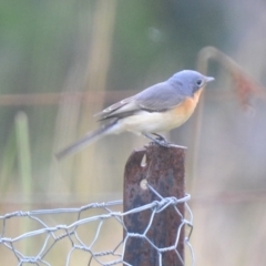 Myiagra rubecula (Leaden Flycatcher) at Boro, NSW - 2 Mar 2022 by mcleana