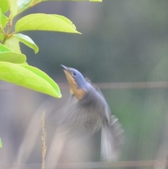 Myiagra rubecula at Boro, NSW - 2 Mar 2022