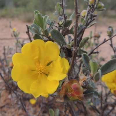Hibbertia obtusifolia (Grey Guinea-flower) at Tennent, ACT - 9 Nov 2021 by michaelb