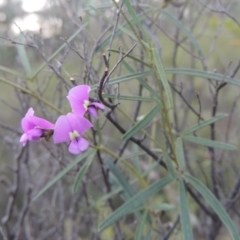 Glycine clandestina (Twining Glycine) at Tennent, ACT - 9 Nov 2021 by MichaelBedingfield