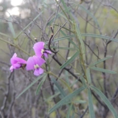 Glycine clandestina (Twining glycine) at Tennent, ACT - 9 Nov 2021 by michaelb