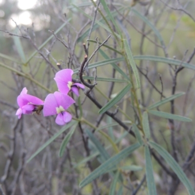 Glycine clandestina (Twining Glycine) at Tennent, ACT - 9 Nov 2021 by michaelb
