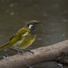 Nesoptilotis leucotis (White-eared Honeyeater) at Tidbinbilla Nature Reserve - 1 Mar 2022 by trevsci