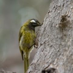 Nesoptilotis leucotis at Paddys River, ACT - 1 Mar 2022 12:38 PM