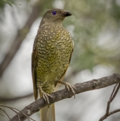 Ptilonorhynchus violaceus (Satin Bowerbird) at Paddys River, ACT - 1 Mar 2022 by trevsci