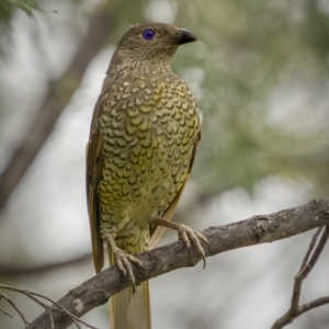 Ptilonorhynchus violaceus at Paddys River, ACT - 1 Mar 2022