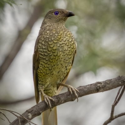 Ptilonorhynchus violaceus (Satin Bowerbird) at Paddys River, ACT - 1 Mar 2022 by trevsci