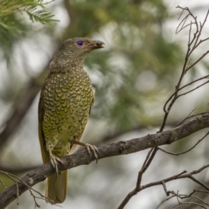 Ptilonorhynchus violaceus at Paddys River, ACT - 1 Mar 2022