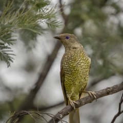 Ptilonorhynchus violaceus at Paddys River, ACT - 1 Mar 2022