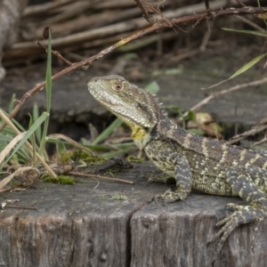 Intellagama lesueurii howittii at Paddys River, ACT - 1 Mar 2022