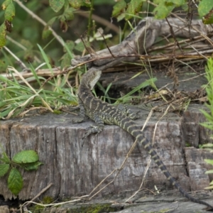 Intellagama lesueurii howittii at Paddys River, ACT - 1 Mar 2022