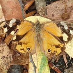 Heteronympha merope (Common Brown Butterfly) at ANBG - 2 Mar 2022 by LD12