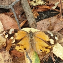 Heteronympha merope at Acton, ACT - 2 Mar 2022